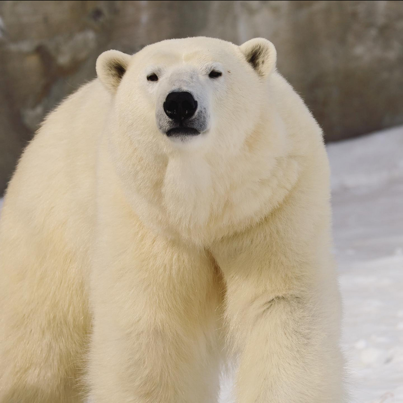 A polar bear in Winnipeg's Zoo